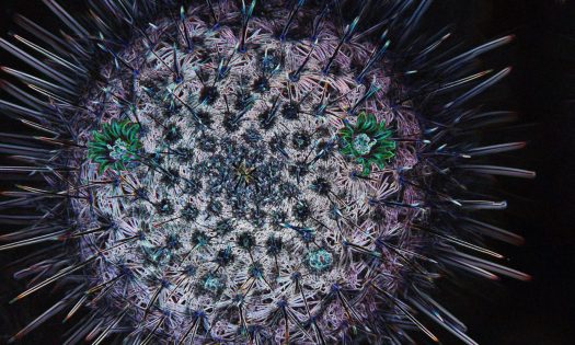 cropped-cropped-abstract-view-of-a-barrel-cactus-in-flower.jpg